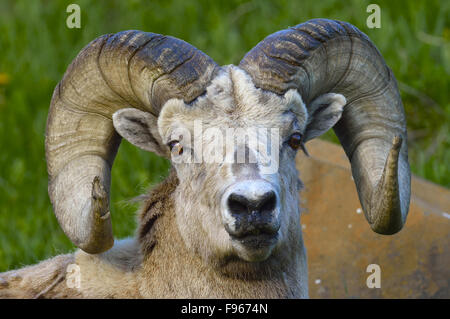 A summer portrait image of a rocky mountain Bighorn Sheep, Ovis canadensis, laying down resting with this mouth and nose black Stock Photo