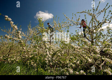 Apple tree pruning. Stock Photo
