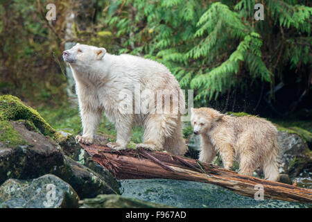 Mother Spirit bear (Ursus americanus kermodei) and yearling cub fishing at a salmon stream, Great Bear Rainforest, British Stock Photo