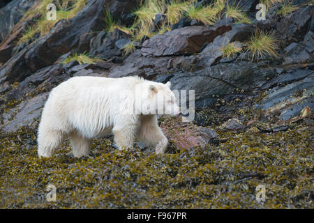 Spirit bear (Ursus americanus kermodei) foraging in the intertidal zone, Great Bear Rainforest, British Columbia central coast, Stock Photo