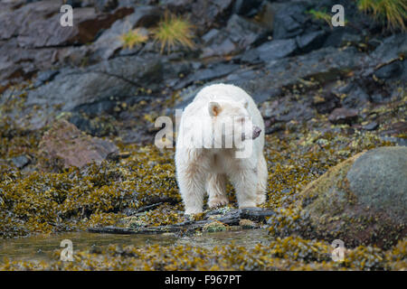 Spirit bear (Ursus americanus kermodei) foraging in the intertidal zone, Great Bear Rainforest, British Columbia central coast, Stock Photo