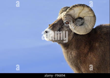 A portrait image of a rocky mountain bighorn sheep  Orvis canadensis, standing against a blue sky background. Stock Photo