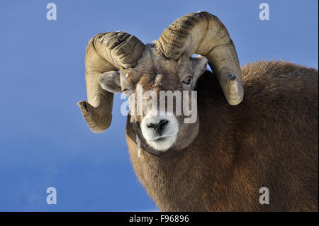 A close up front portrait view of a mature rocky mountain bighorn sheep, Orvis canadensis, looking forward. Stock Photo