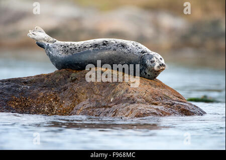 Harbour Seal resting on reefs in Oak Bay Stock Photo