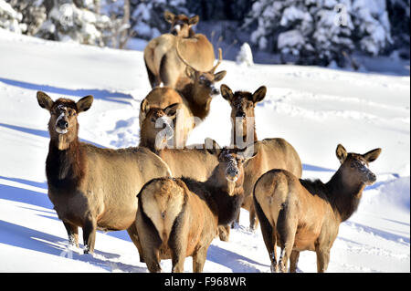 A herd of wild elk Cervus elaphus,  in the deep snow in rural Alberta Canada Stock Photo