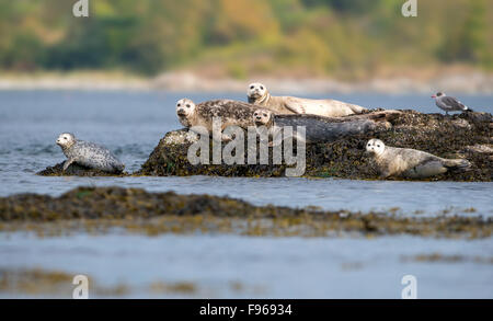 Harbour Seal resting on reefs in Oak Bay Stock Photo