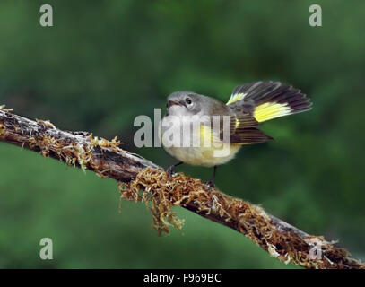 American Redstart, Setophaga ruticilla , perched on a juniper in Saskatoon, Saskatchewan, Canada. Stock Photo