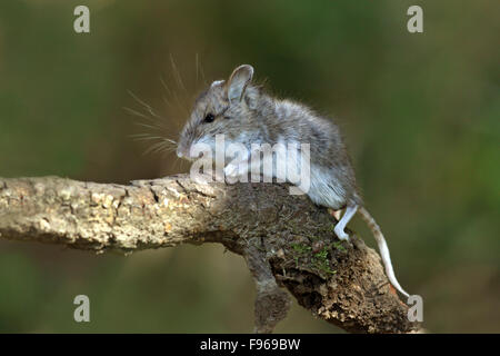 Deer Mouse, Peromyscus maniculatus in a woodland in Saskatoon, Saskatchewan Stock Photo