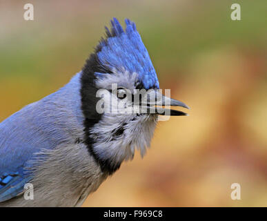 Blue Jay, Cyanocitta cristata, portrait in fall in Saskatoon, Saskatchewan, Canada Stock Photo