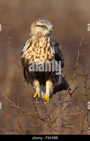 Roughlegged Hawk  Nanaimo River Estuary Stock Photo