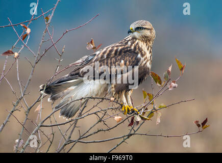 Roughlegged Hawk  Nanaimo River Estuary Stock Photo