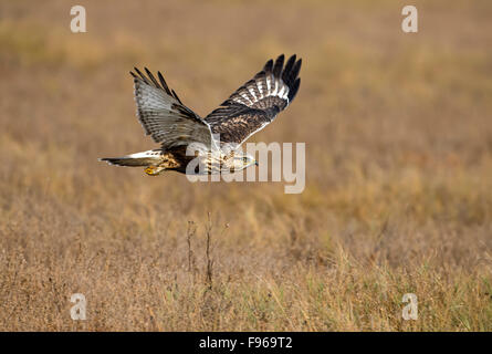 Roughlegged Hawk  Nanaimo River Estuary Stock Photo