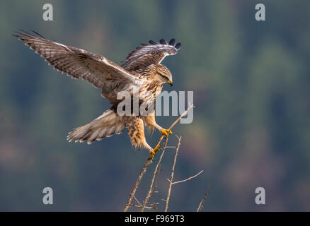 Roughlegged Hawk  Nanaimo River Estuary Stock Photo