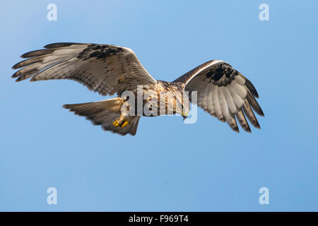 Roughlegged Hawk  Nanaimo River Estuary Stock Photo