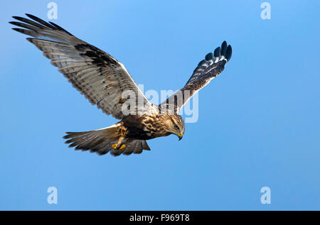 Roughlegged Hawk  Nanaimo River Estuary Stock Photo