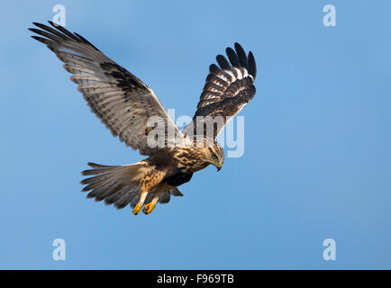 Roughlegged Hawk  Nanaimo River Estuary Stock Photo