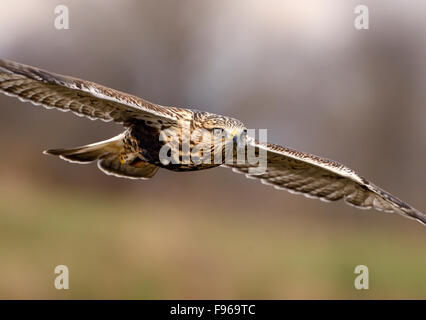 Roughlegged Hawk  Nanaimo River Estuary Stock Photo