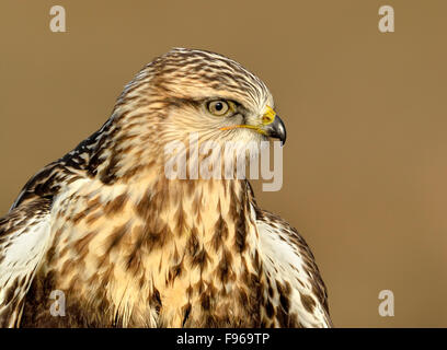 Roughlegged Hawk  Nanaimo River Estuary Stock Photo