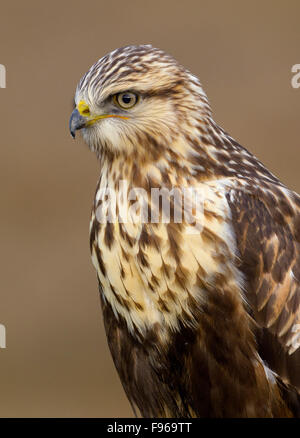 Roughlegged Hawk  Nanaimo River Estuary Stock Photo