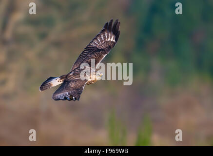 Roughlegged Hawk  Nanaimo River Estuary Stock Photo