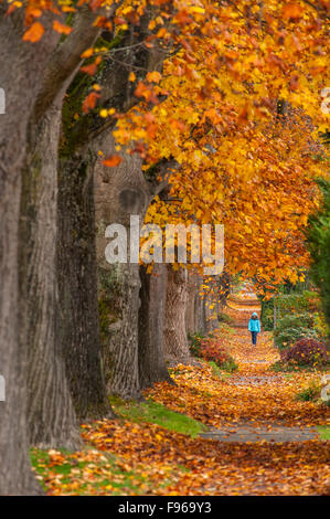 Maple trees along west 10th ave, Vancouver, British Columbia, Canada Stock Photo