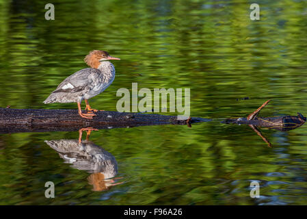 Female Common Merganser, Mergus merganser, on a log, reflecting on Okanagan Lake in Penticton, British Columbia, Canada. Stock Photo