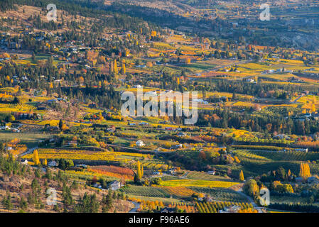 Colourful vineyards and orchards on the Naramata Bench at sunset in the fall. Okanagan Valley of British Columbia, Canada. Stock Photo