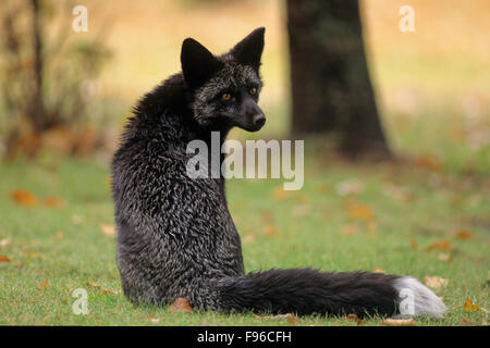 Red Fox (Vulpes vulpes) Adult (Silver phase) Regardless of the colour variations, all red foxes have a whitetipped tail. Falcon Stock Photo