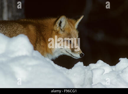 Red Fox (Vulpes vulpes) Adult is regarded as cunning but, many field observers believe it is extremely cautious and capable of Stock Photo