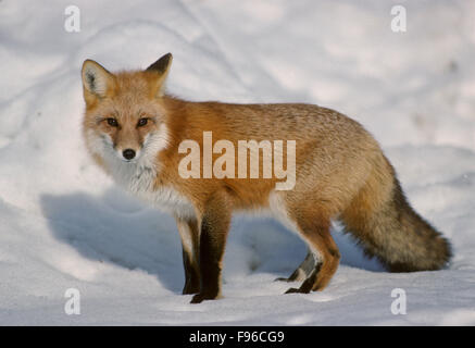 Red Fox (Vulpes vulpes) Adult is regarded as cunning but, many field observers believe it is extremely cautious and capable of Stock Photo