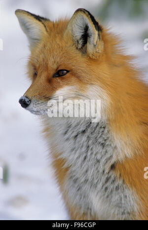 Red Fox in Algonquin Provincial Park in Ontario, Canada Stock Photo - Alamy