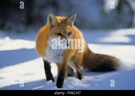 Red fox in the winter Algonquin Park in Canada Stock Photo - Alamy