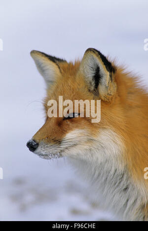 Red Fox (Vulpes vulpes) Adult is regarded as cunning but, many field observers believe it is extremely cautious and capable of Stock Photo