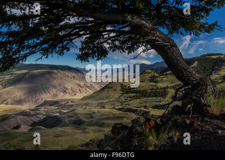 British Columbia, Canada, Churn Creek Protected Area, BC grasslands, Chilcotin region, alpine fir, Abies lasiocarpa, Stock Photo