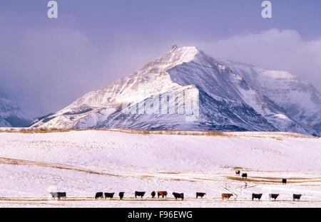 Cattle in Foothills of the Rockies,southern Alberta, Canada Stock Photo