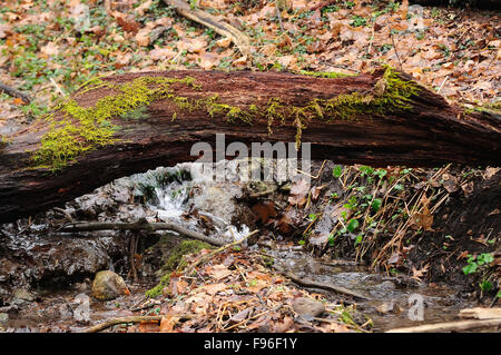 Downed tree trunk bridge over creek. Stock Photo