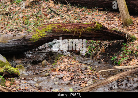 Downed tree trunk bridge over creek. Stock Photo