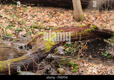 Downed tree trunk bridge over creek. Stock Photo