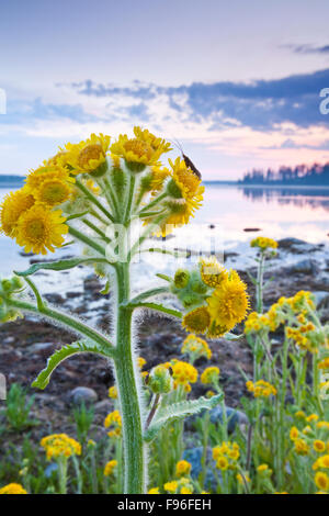 Insect perched on a Marsh Ragwort plant on the shoreline of Astotin Lake, Elk Island National Park, Alberta, Canada Stock Photo