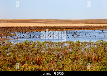 White Fronted Geese, anser albifrons,, Lake, Prairies, near Leader, Sask. Stock Photo