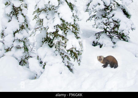 Adult female pine marten (Martes americana), Jasper National Park, Alberta, Canada Stock Photo