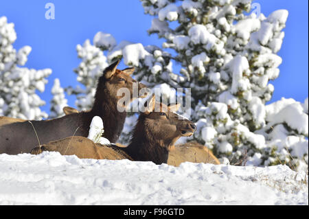 Two wild female elk, Cervus elaphus; in thier winter habitat laying down enjoying the warm afternoon sun near Cadomine Alberta Stock Photo
