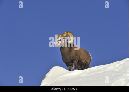 An adult male Bighorn sheep  'Ovis canadensis', standing on top of a snow covered ridge against a blue sky in the rocky Stock Photo