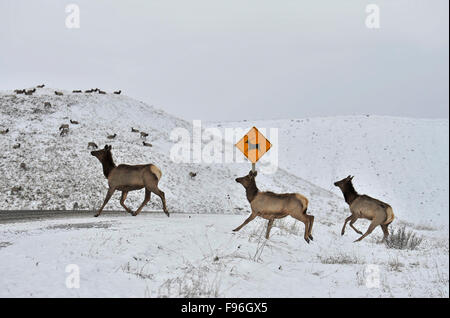 A herd of elk cows,  Cervus elaphus, crossing the road at the animal crossing sign, warning motorist of animals on the road in Stock Photo