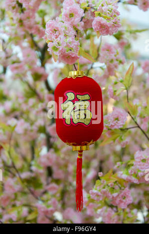 Chinese new year red lantern in a cherry blossum tree. Stock Photo