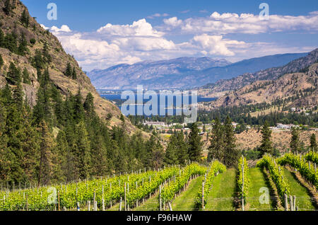 Vineyards with mountains and Skaha Lake from Okanagan Falls in the south  Okanagan Valley of British Columbia, Canada. Stock Photo