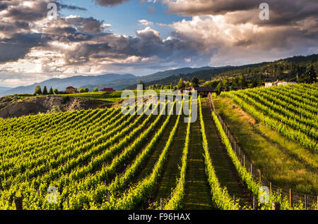 Vineyards and houses on the Naramata Bench at sunset. South Okanagan Valley of British Columbia, Canada. Stock Photo