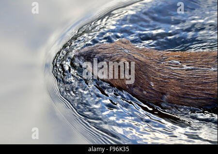 A close up image of a wild muskrat 'Ondatra zibethicus',  swimming in a calm beaver pond near Hinton, Alberta, Canada Stock Photo