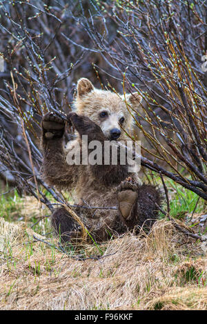 Grizzly bear cub (Ursus arctos horribilus), playing with a stick, Canadian Rockies Stock Photo