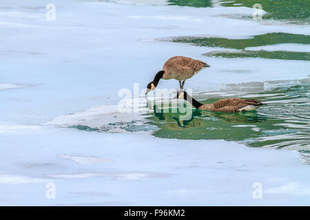 Canada Geese (Branta canadensis) on a icy lake, Canadian Rockies Stock Photo